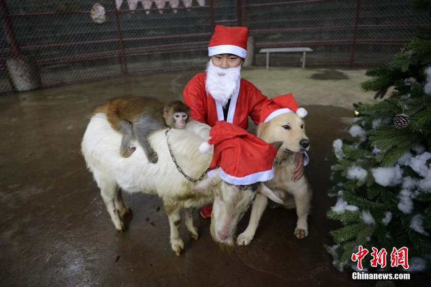 ��ɳ��Ϸ�Ź�ʥ���� ���޴�ʥ��ñ�Դ��ȡ�6��