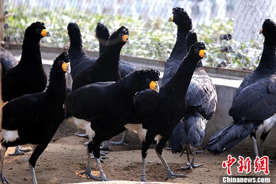 ֣�ݶ���԰���������չ��������Σ�ڷ����