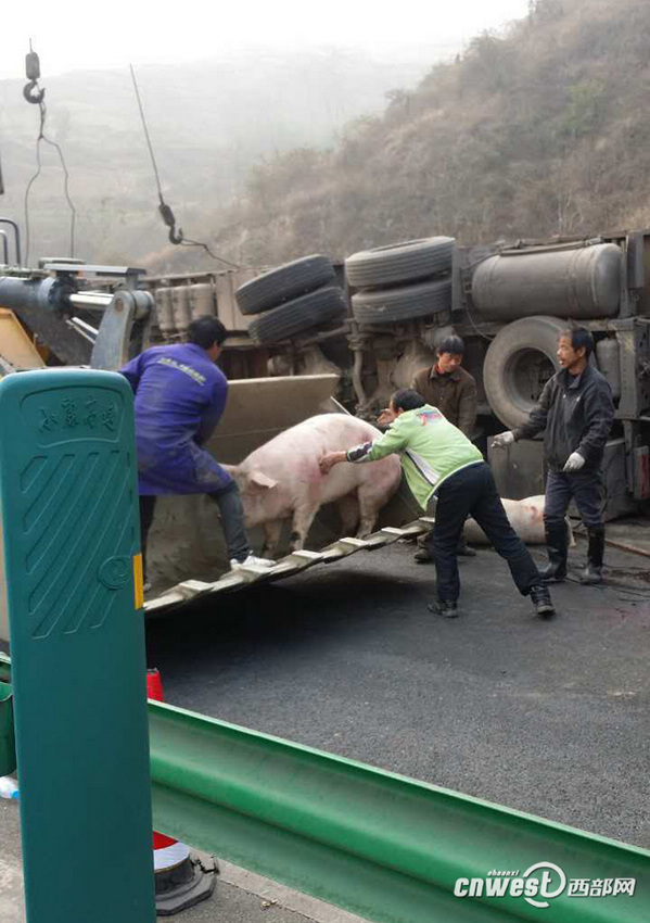 陕西高速满载生猪货车侧翻 现场使用吊车运猪【3】