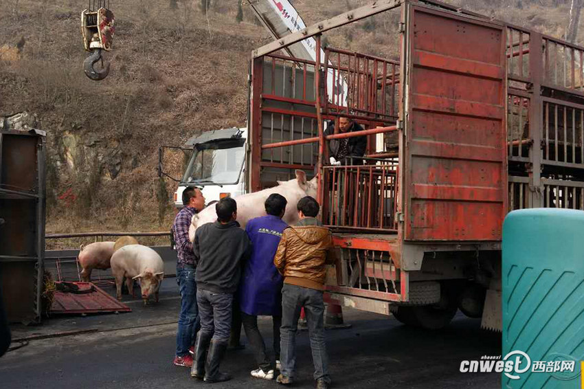 陕西高速满载生猪货车侧翻 现场使用吊车运猪【5】