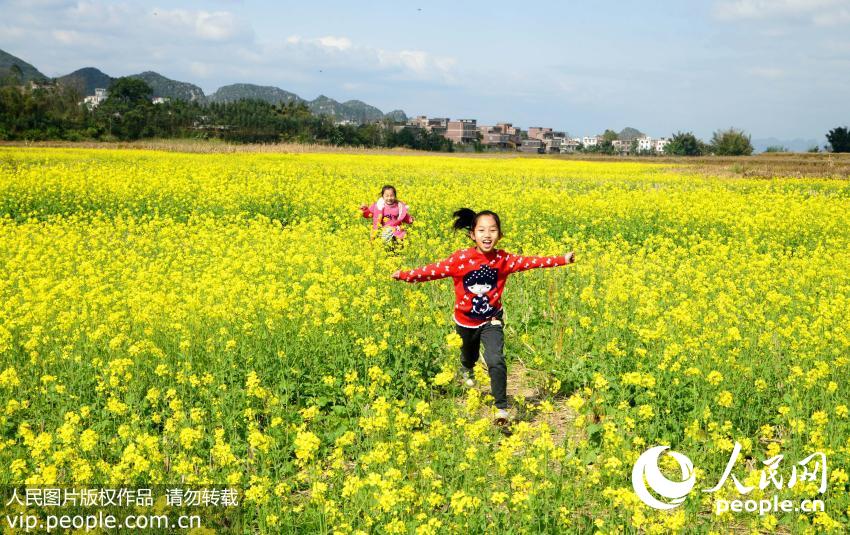 广西忻城万亩油菜花竞相绽放