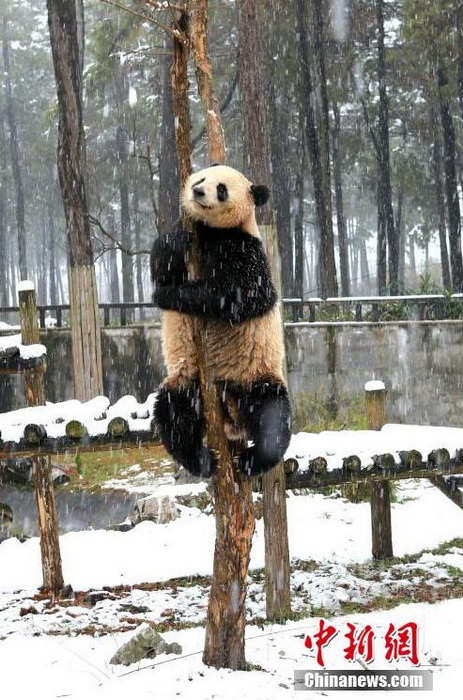 浙江安吉大熊猫雪中玩耍显“萌”主本色