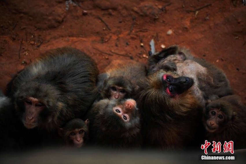 ����ȡů�ĺ�Ⱥ�� 