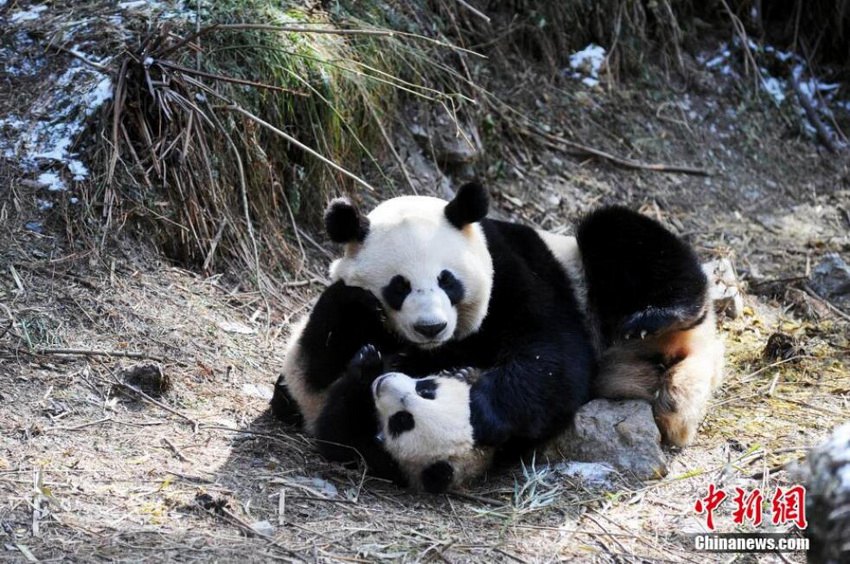 三只熊猫幼崽参与野化培训 耍宝卖萌样样不缺