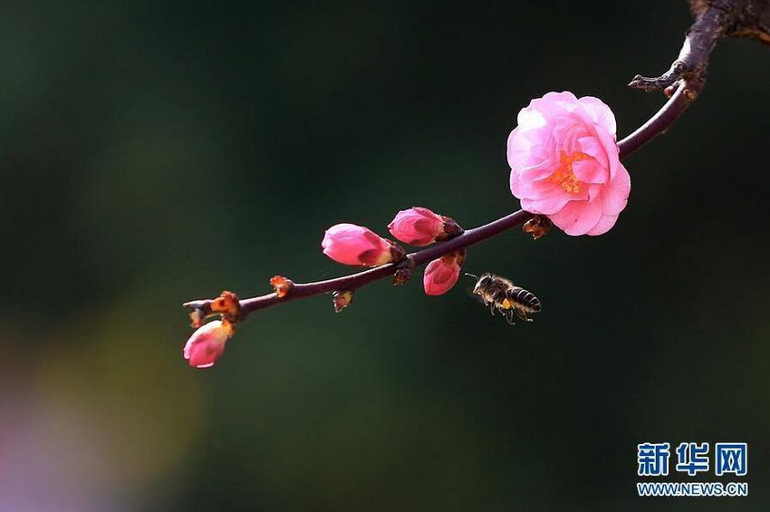 2月17日，在贵州凯里，一只蜜蜂在花间飞舞。（吴吉斌）