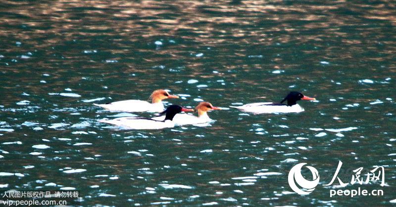 �㽭�����֡������д���è������ �л���ɳѼ��3��