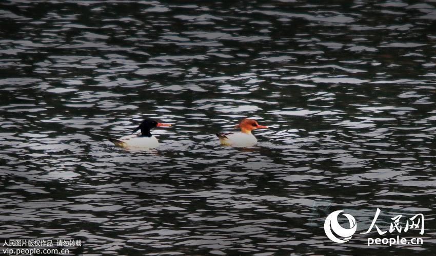 �㽭�����֡������д���è������ �л���ɳѼ