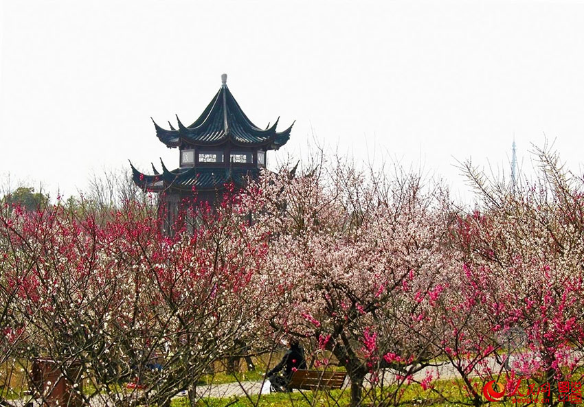 上海海湾国家森林公园位于上海市奉贤区海湾镇五四农场境内，距上海市中心60公里。园内植树达400多万株，品种约350种，其中梅花100亩。（陈英/图说中国）