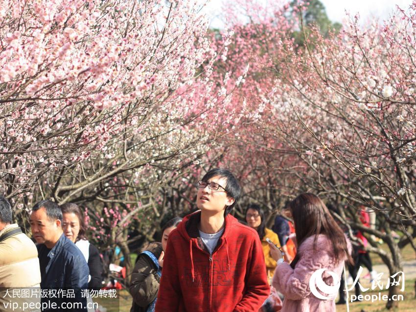游客在无锡梅园赏梅闻香。初春是赏梅的大好季节，无锡梅园的梅花竞相开放，吸引了众多游客前来赏花游园。（汤毅/人民图片）