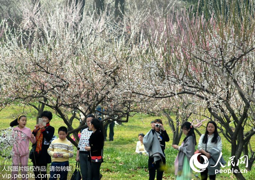 武汉东湖磨山风景区梅园里的梅花进入盛开期，吸引了众多省内外游客前来踏春赏梅，沐浴春天的美好时光。（曲汉/人民图片）