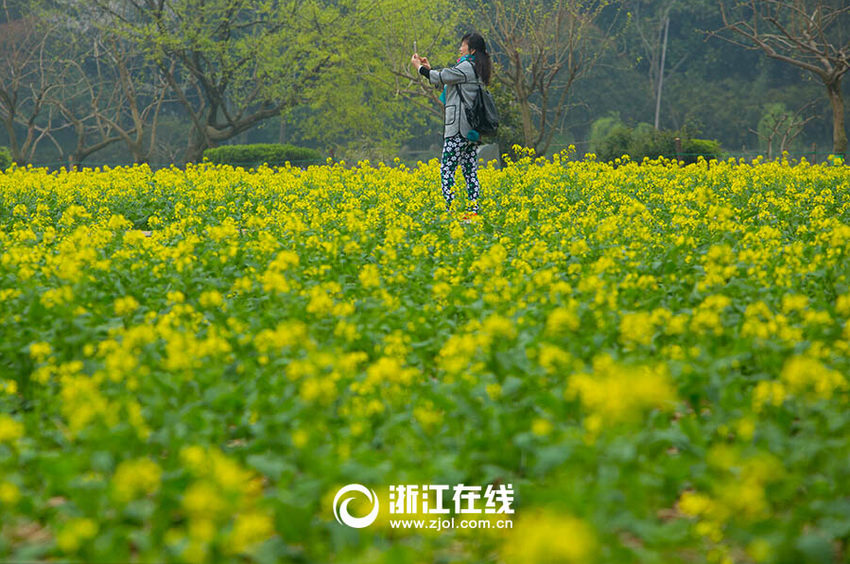 赏春好去处杭州八卦田油菜花飘香2