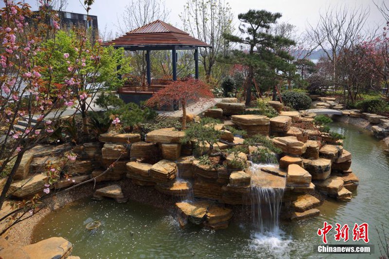 4月1日,工作人员在盆景园进行布置。以“水墨江南·园林生活”为主题的第九届江苏省园艺博览会经过两年多的建设,正在进入收尾阶段,将于4月18日在苏州吴中区临湖镇举行。据介绍,本届园艺博览会将太湖生态之美、江南园林之雅、吴地文化之厚、田园生活之乐与现代园艺之巧融合呈现,将为民众生动展现一幅散发江南气质、寄托园林情结、展现自然本真的园林盛会画卷,圆一个记忆中关于“江南”的梦。 中新社记者 泱波 摄