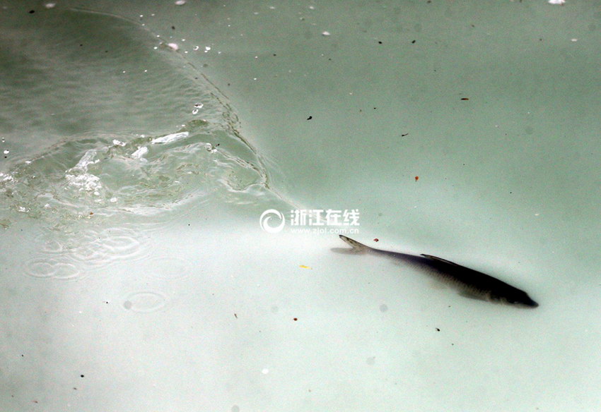 ����������Ư�ס��������ɡ�9��