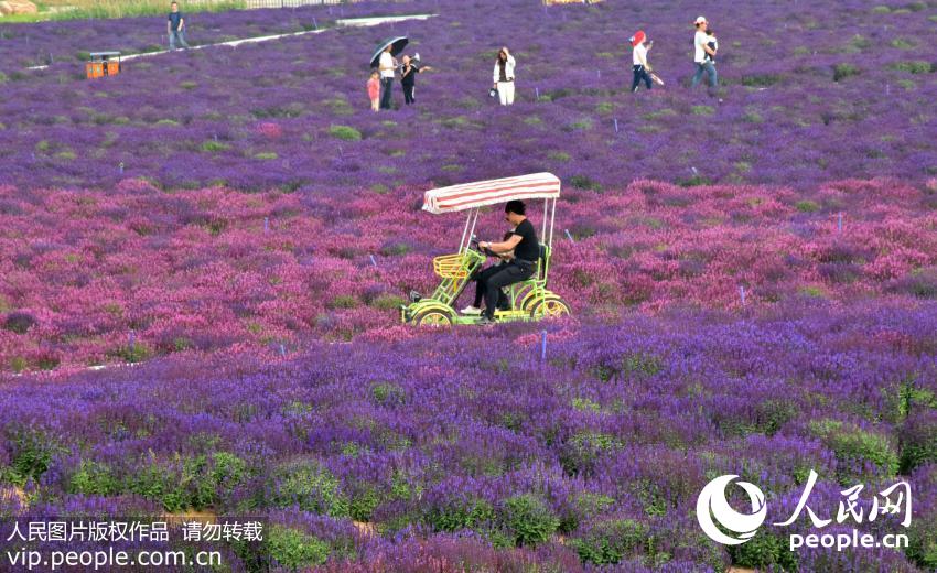 ������ƽ��ǧĶ޹�²����� ��ɫ����Ψ������