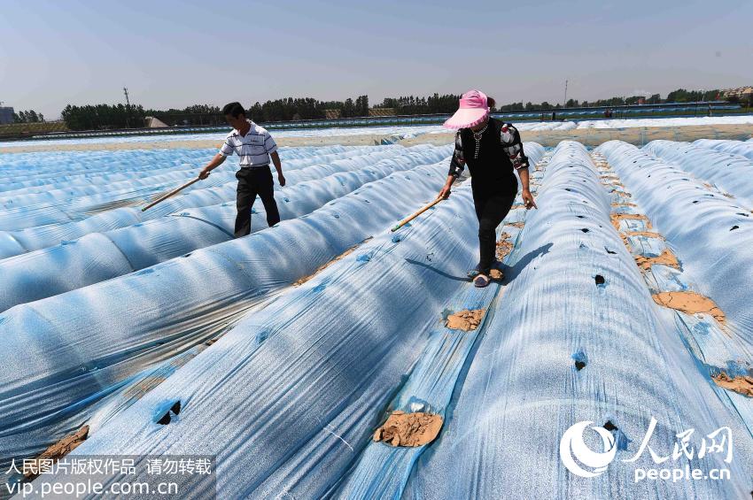 2016��5��4�գ�ɽ��ʡΫ�������л�¥�ֵ���ׯ��ũ��Ϊ��ֲ��������Ĥ�ŷ硣���Ľ���������ũҵ��������ܻ�����Ҫʱ�ڣ�ɽ��ʡΫ�������й��ũ����ץʱ����չ���֡��Ĺܣ�����ͷһ��æµ�ľ�������������ͼƬ