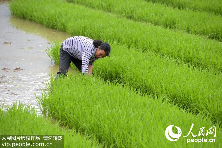 2016��5��4�գ������ӳ����޳�������������С���������ڴ�����ڰ��������5��5����ũ����ʮ�Ľ����еġ����ġ��������ġ��������𱱴�����������ߣ���ˮ���棬��������ũ��ȫ��Ͷ���絾������ũ������������ũ���������뷱æʱ�ڡ��ι⸣/����ͼƬ