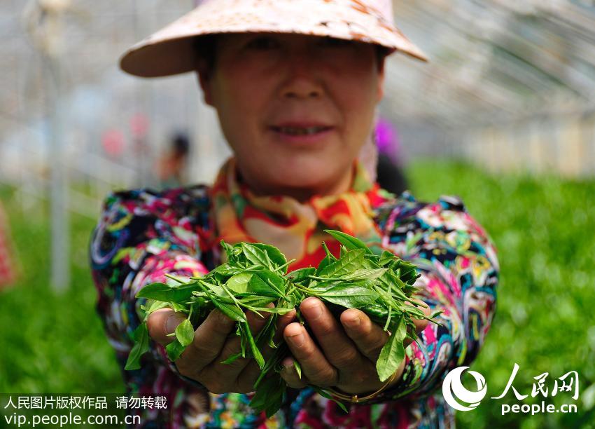 2016��5��5�գ���ũ����ʮ�Ľ����е����ģ�ɽ��ʡ��̨�и�ɽ���Ÿ�ׯ�������Ŵ���ݮ����԰���̲�����ժ��������̶/����ͼƬ