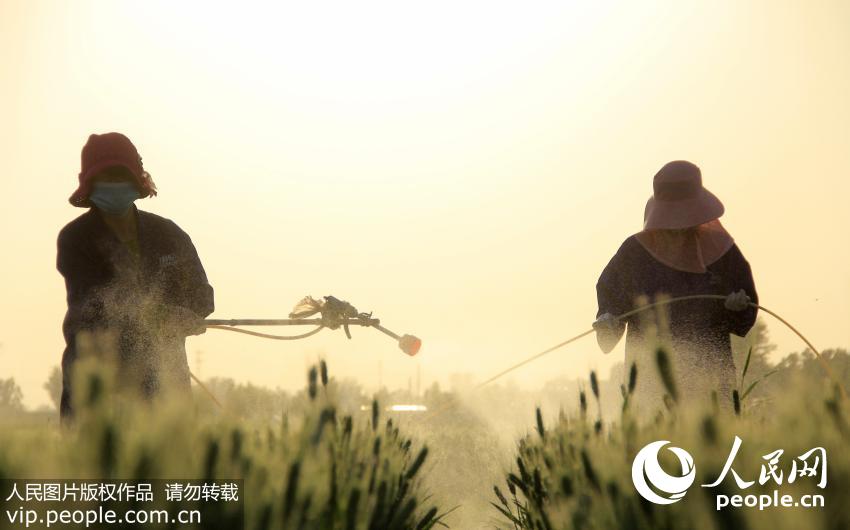 2016��5��4�գ�����ʡ�ڻ��سǹ���ũ������������������ġ�����������ũҵ��������ܻ�����Ҫʱ�ڣ�����ũ����ץʱ����չ����������ͷһ��æµ�ľ�����Ф��/����ͼƬ