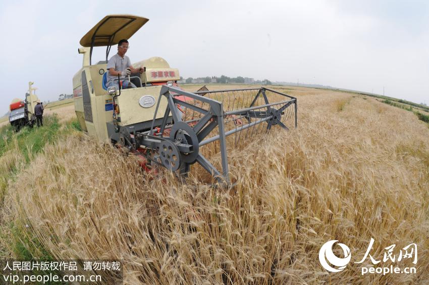 2016��5��5���ǡ����ġ����ں���ʡ��������������ɽ����壬�����ũ��רҵ����������Ф������ֲ��2000��Ķ����ʼ�ո�ݽ��ܣ������������ռ���ȫ�濪ʼ��Ŀǰ�����Ͳ��Ѿ������ջ��ڣ�С��Ҳ��������ڡ������ջ������600��Ķ���ϡ�������/����ͼƬ