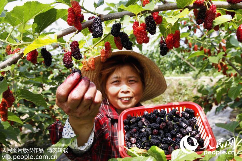 2016��5��5�գ������ļ��ĵ���������ʡ������ũҵ���������Ͳˡ�ɣ�ء��߲˵��ջ�æ���ڣ��ո̡��絾���߲˵��������ؼ�ʱ�ڣ�����ũ����ץʱ���ӽ������Ĺܣ���Ұ�ﴦ����ũ��æµ����Ӱ������ͥ����ͼƬ