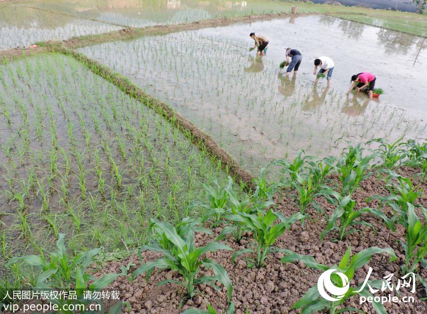 2016��5��5�գ���������ĵ������Ĵ�����ũ��ץסũ������ʱ�����ӽ����ա����֡��Ĺ�����������ͷ�������ֳ�һ�ɷ�æ���󡣵�����/����ͼƬ