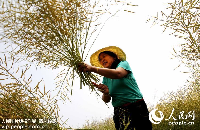 2016��5��5�գ������ļ��ĵ���������ʡ������ũҵ���������Ͳˡ�ɣ�ء��߲˵��ջ�æ���ڣ��ո̡��絾���߲˵��������ؼ�ʱ�ڣ�����ũ����ץʱ���ӽ������Ĺܣ���Ұ�ﴦ����ũ��æµ����Ӱ������ͥ����ͼƬ