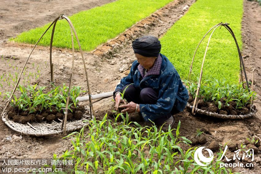 �����ġ�ʱ�ڣ�����ʡ��ǿ�ص�����ͷ�洦�ɼ���������ץũʱ���ء����ԡ�ʩ�ʡ���ˮ�����Ը߲�Ӫ��������æµ����Ӱ�������� ������/����ͼƬ