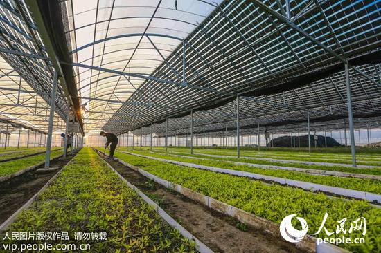 江苏泰州:农业大棚上建起光伏电站 种菜发电两