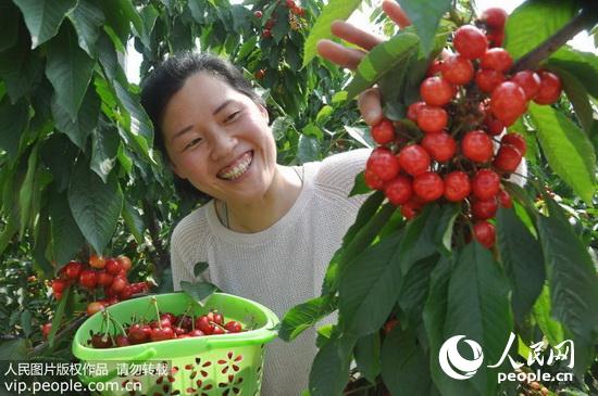 江苏东海樱桃红 游客采摘乐(2016.5.13)海外版