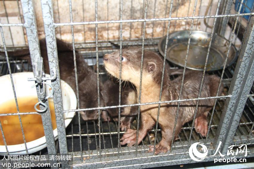 ����Ұ�����