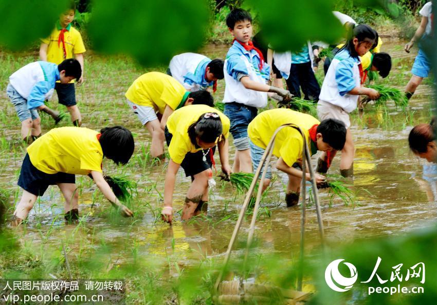 ����ʡ��Դ������������Сѧ���꼶ͬѧ�ǣ���ũ�񲮲�����ʦ��ָ���£���һ����������������Ͷ��ļ������Դ�ӭ�ӡ���һ����ͯ�ڵĵ�������׿��ΰ �̸���/����ͼƬ��