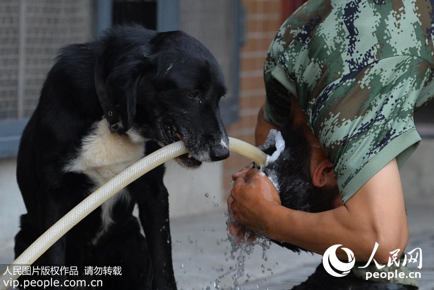 警犬“雷达”叼着水管，帮助训犬员王伟“洗发”。