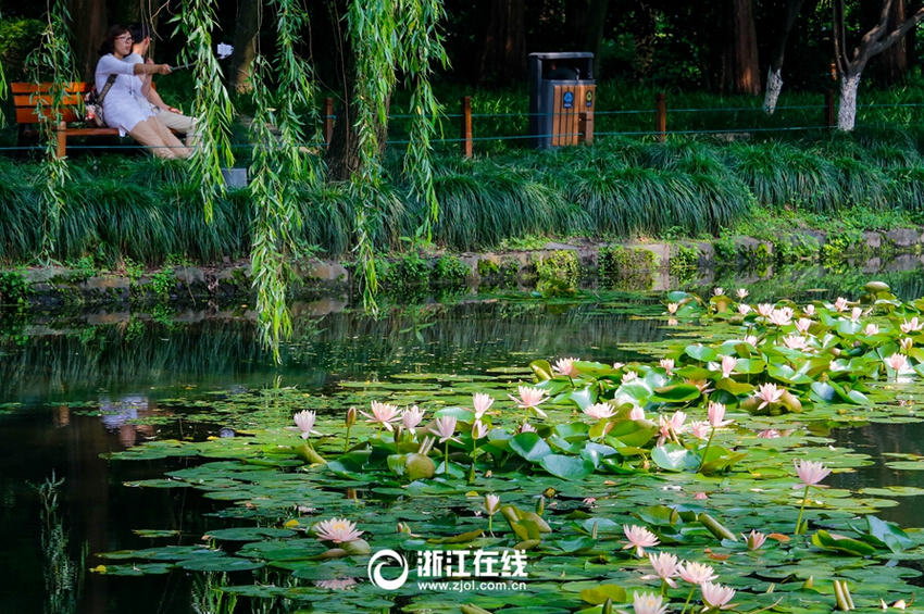 ����ʢ�ĽŲ����ٽ����ٹ����ã��������ֿ������͵���������Ҷ����̣�ӳ�պɻ������족�������ˡ�