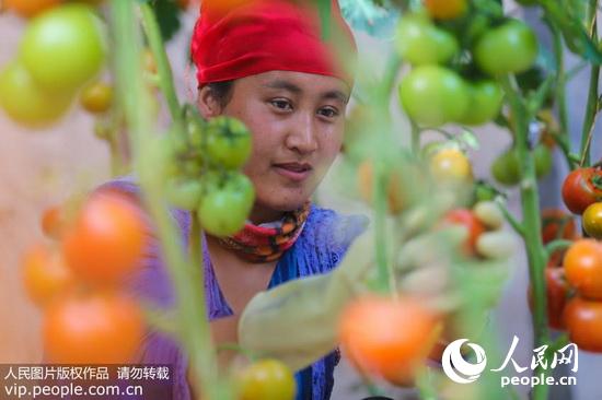 新疆博乐:蔬菜基地促就业(2016.6.11)海外版2版