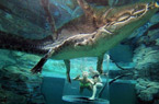 女与5米巨鳄水下共舞