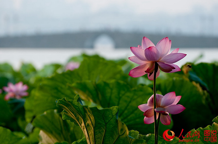 ������Ҷ����̣�ӳ�պɻ������졣�����������ű�ʢ���ĺɻ����˹��ͣ�������������Ϣ����2015��8�£��봰��Ӱ/ͼ˵�й���