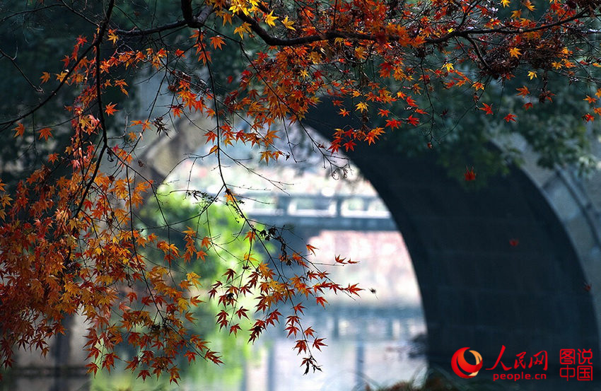 ������˵�Ǹ��������ļ��ڣ������µ����Ӻ��ϣ��ﾰ��δɢȥ����ϼ�ƻ�ķ�Ҷ�������籡�ź�ɫ�ļ��顣����2015��12�£���ң����@/ͼ˵�й���