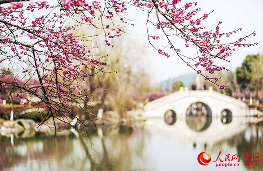 ÷��ʢ������Ҷ��ѿ������ĺ��ݣ��Ǿ����ܴ�����ʫ�⽭�ϡ�����2016��3�£�������ɫ/ͼ˵�й���