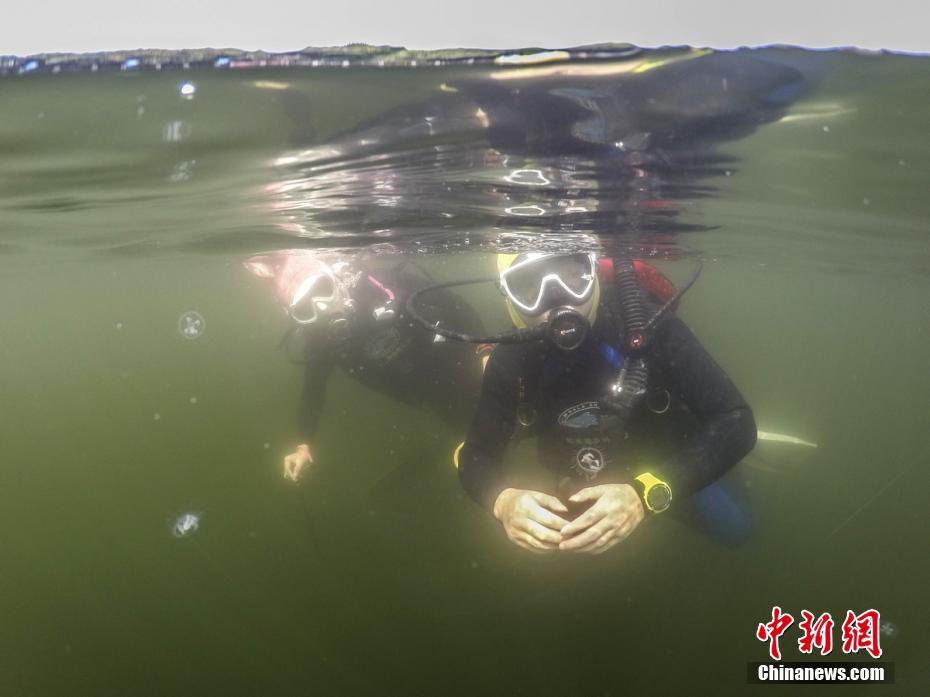 长沙石燕湖开放湖底参观 潜水员与“水中大熊猫”共舞