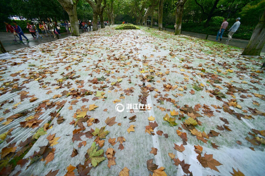 10月20日,持续的降雨,西湖景区的梧桐树开始落叶了.