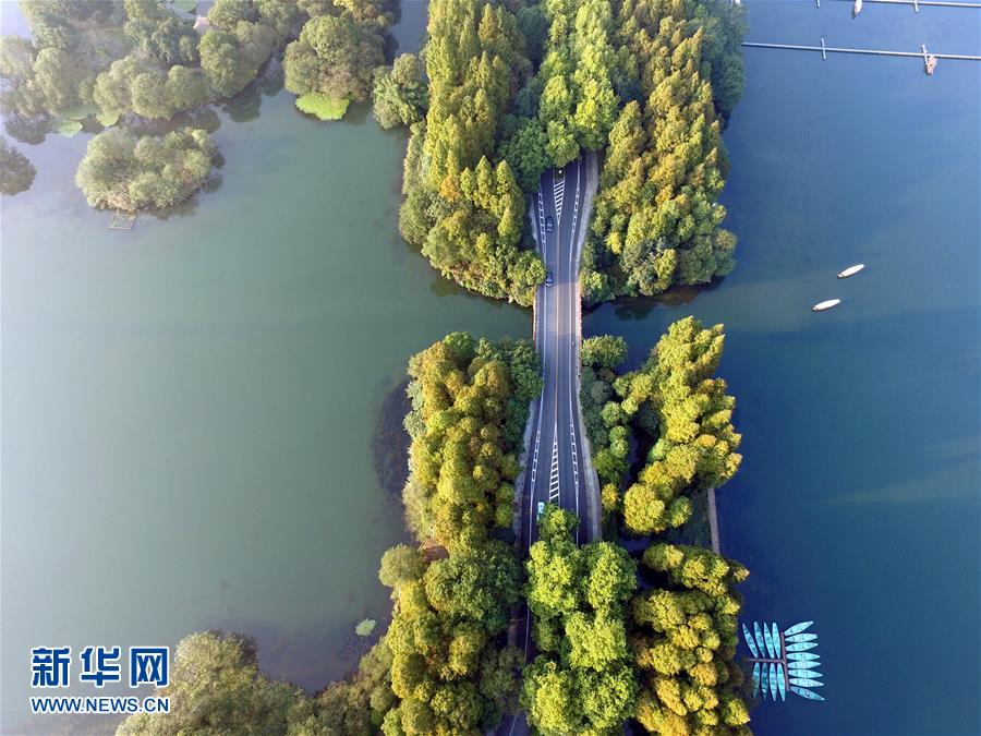���ĺ������������һ��С�Ÿ�����ɫ��11��3���㣩��