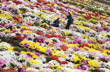 �Ͼ�ũҵ��ѧ�ջ������ְ�쵻���