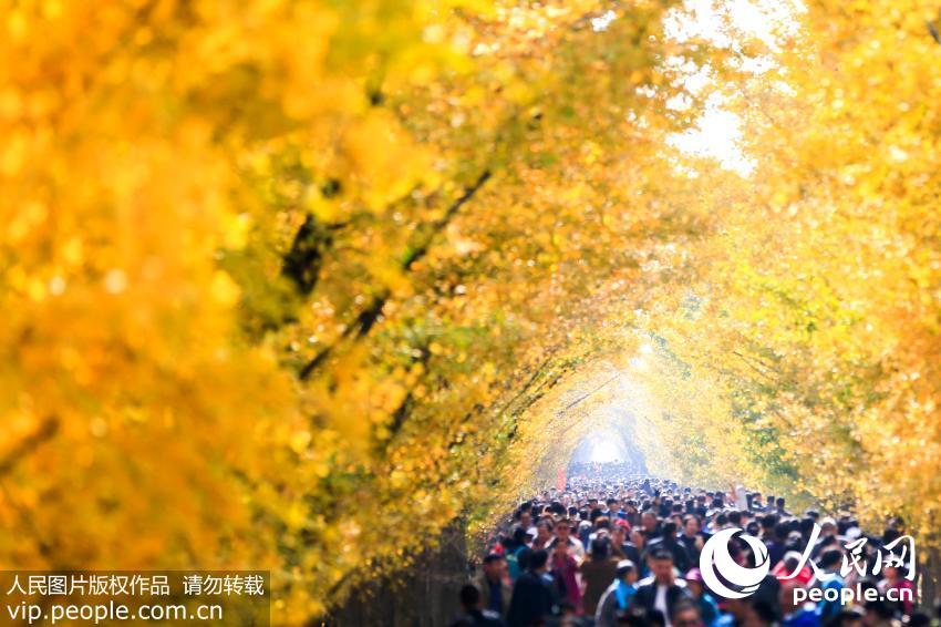 江苏邳州:银杏披金引客来