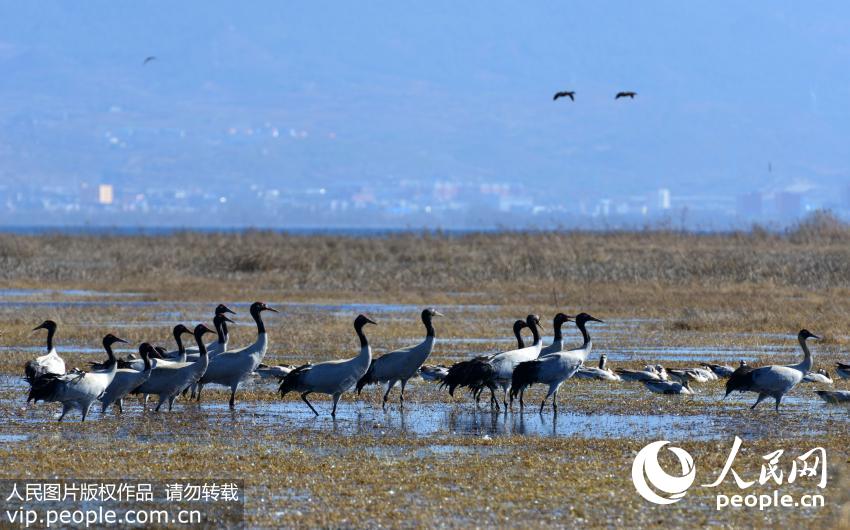 贵州草海保护区迎来候鸟越冬高峰