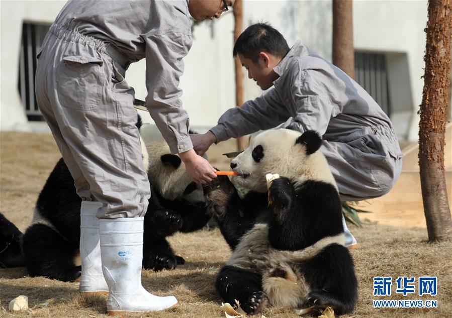 四川大熊猫享用“团圆饭” 提前欢度春节
