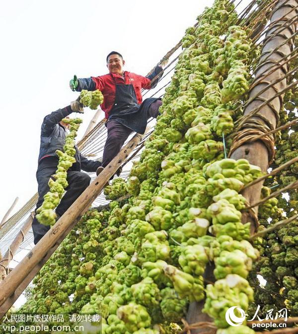 据悉,涪陵是闻名世界的榨菜之乡,榨菜产业每年产值过100亿元,种植青菜