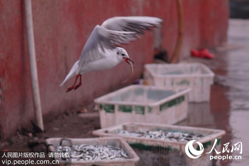 3月4日，红嘴鸥变“贼鸥”，在青岛市渔港抢食丰收面条鱼。