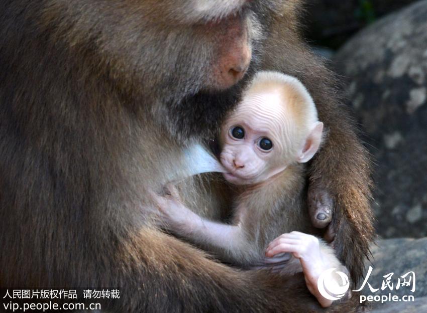 黄山短尾猴宝宝出生 猴妈妈显温情