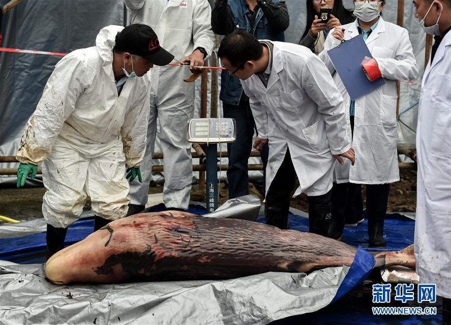 搁浅死亡抹香鲸已怀孕 解剖遗体发现胎儿
