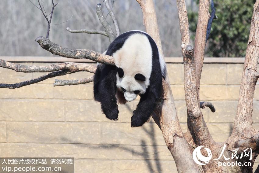 2014年1月1日，杭州野生动物世界，大熊猫挂在树上睡觉。
